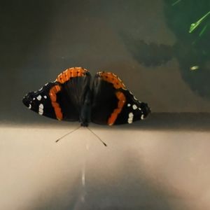 Meet your Posher, Mel